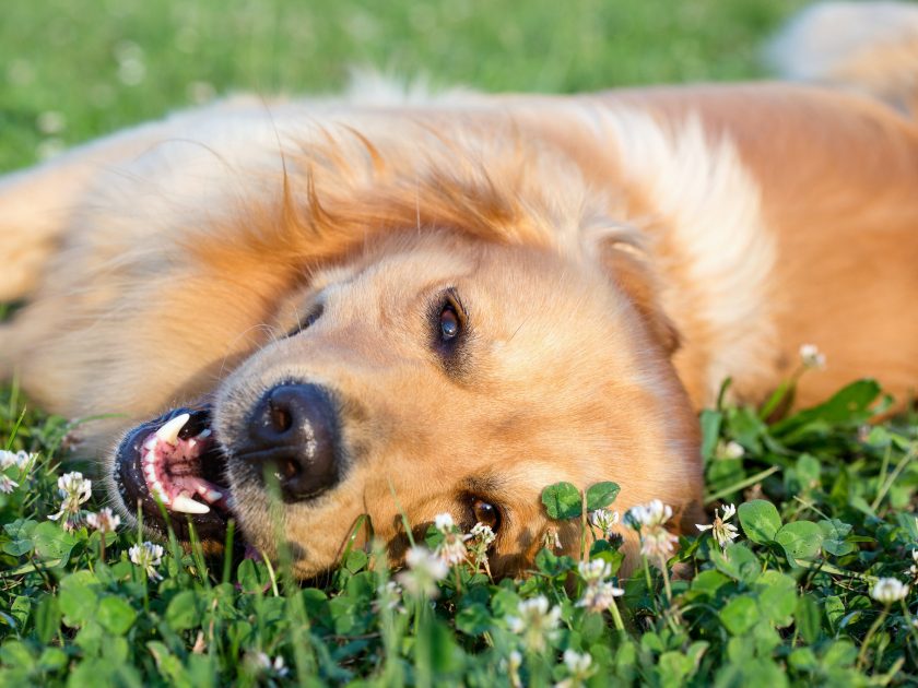 6 Ways to Calm Your Dog Naturally